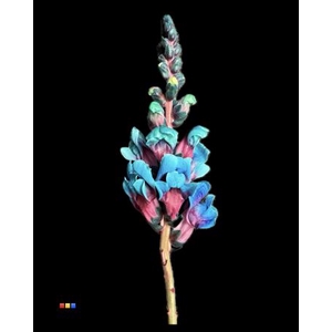 Antirrhinum Bubblegum