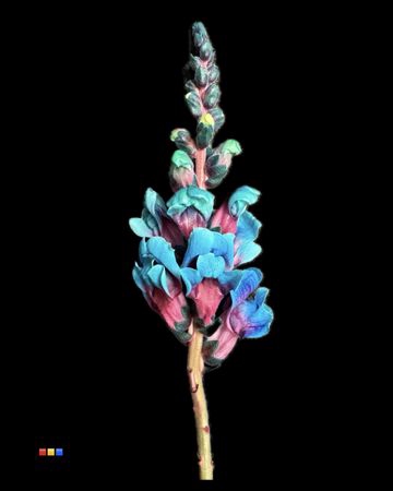 <h4>Antirrhinum Bubblegum</h4>