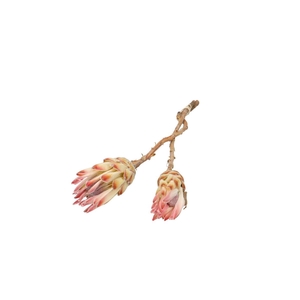 Dried flowers Compacta 20-25cm x2