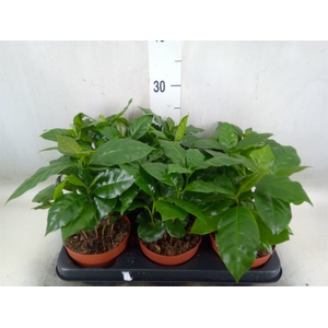 Coffea arabica