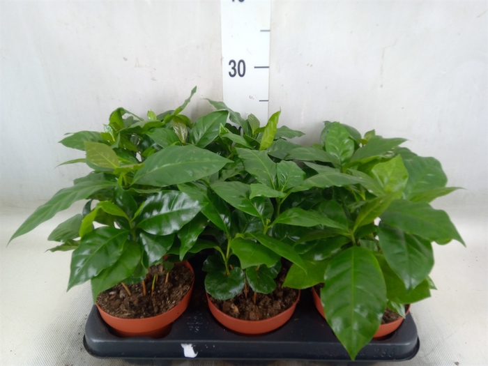 <h4>Coffea arabica</h4>