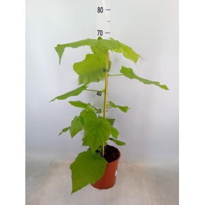 Sparrmannia africana