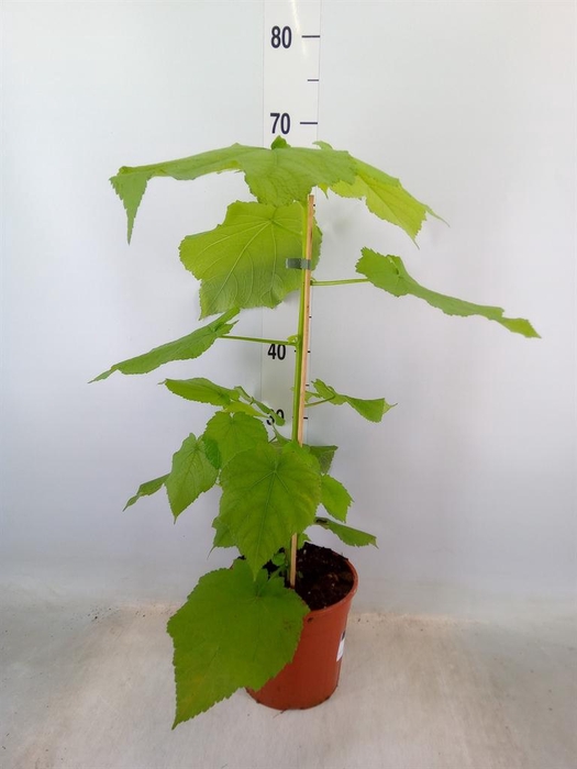 <h4>Sparrmannia africana</h4>