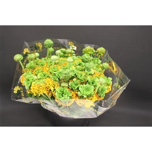 Cl Pon-pon Merlino Xxl