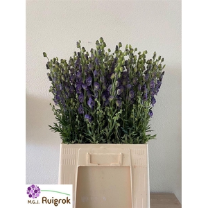 Aconitum Na Pyramidale