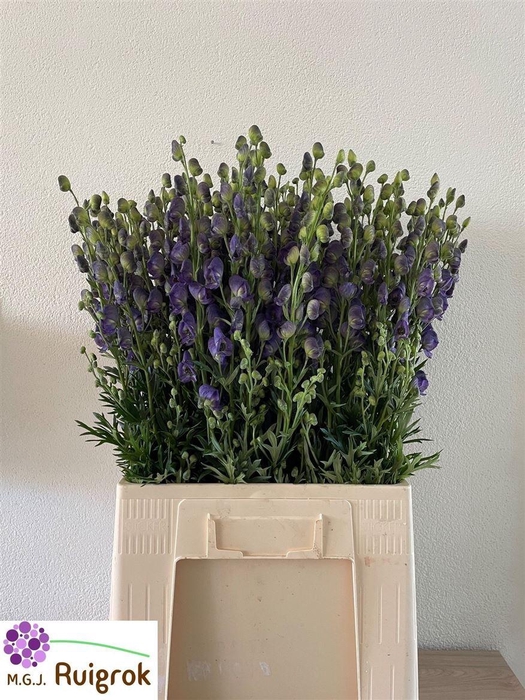 <h4>Aconitum Na Pyramidale</h4>