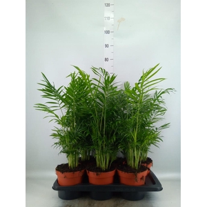Chamaedorea elegans