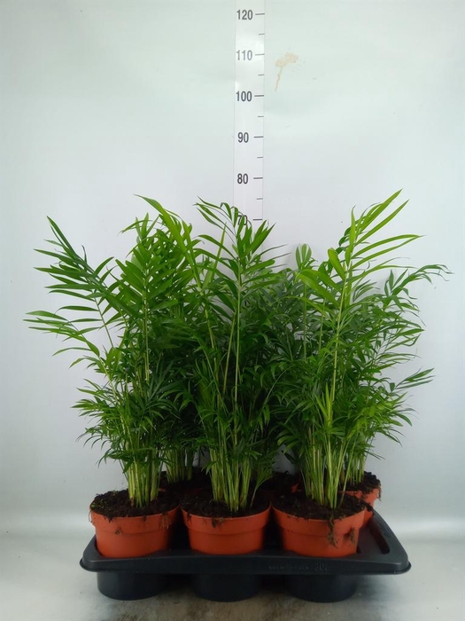 <h4>Chamaedorea elegans</h4>