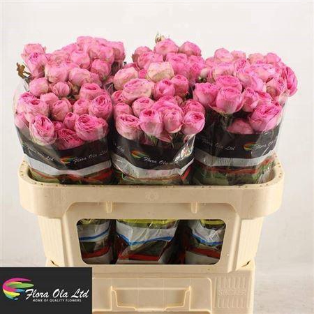 <h4>R Tr Giselle!</h4>