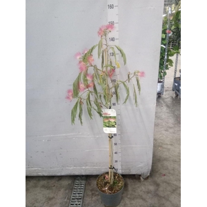 Albizia julibrissin