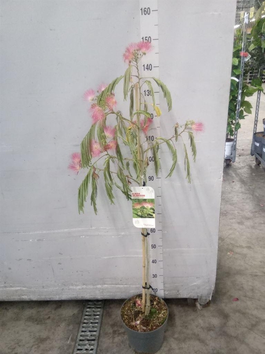 <h4>Albizia julibrissin</h4>