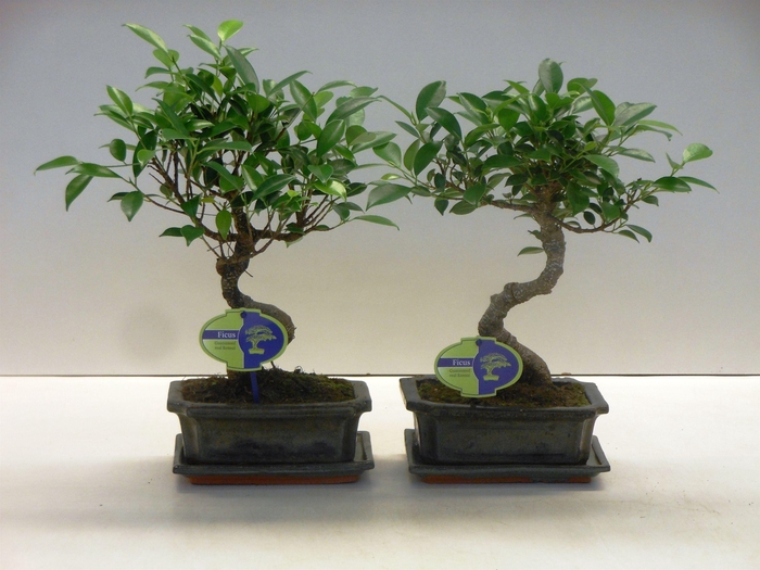 <h4>Ficus retusa, 20cm., shape, with drip tray</h4>