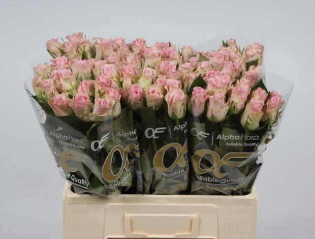 <h4>R GR BISOU@</h4>