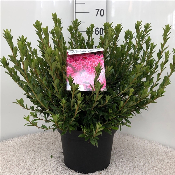 <h4>Rhodo. (AJ) 'Silvester' pink</h4>