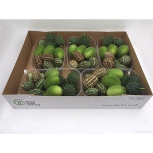 Sier Cucumis Mix X5