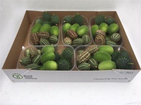 <h4>Sier Cucumis Mix X5</h4>