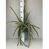 Aporocactus hangpot Malisonii