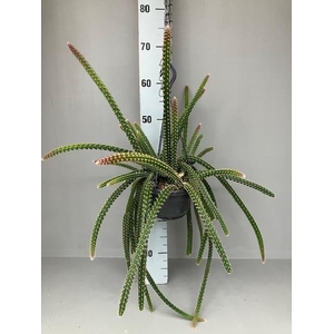 Aporocactus hangpot Malisonii