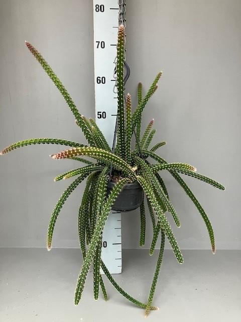 <h4>Aporocactus hangpot Malisonii</h4>