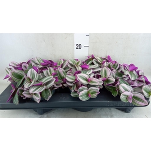 Tradescantia cerinth. 'Nanouk'