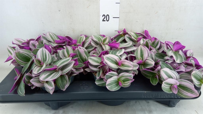 <h4>Tradescantia cerinth. 'Nanouk'</h4>