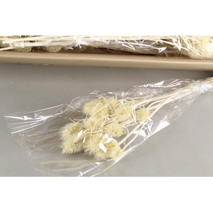 DF Dipsacus Bleach Bs 90gr