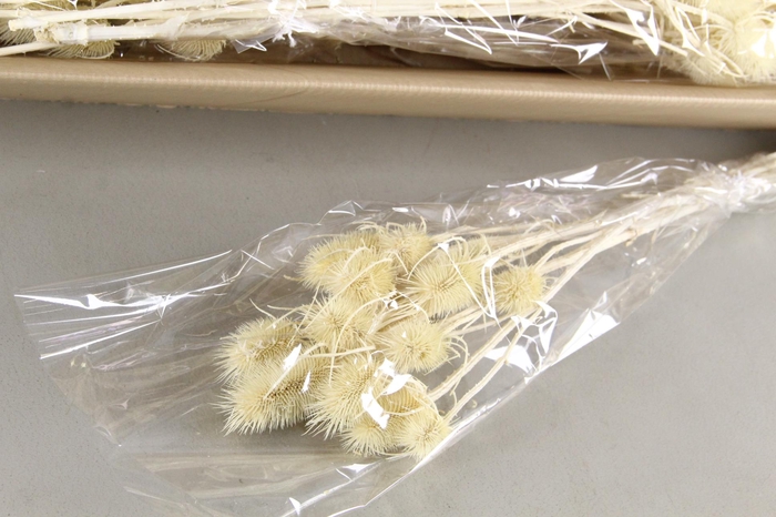 <h4>DF Dipsacus Bleach Bs 90gr</h4>