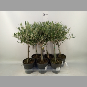 Olea europaea
