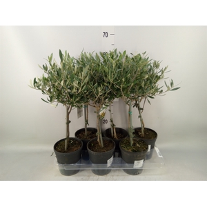 Olea europaea
