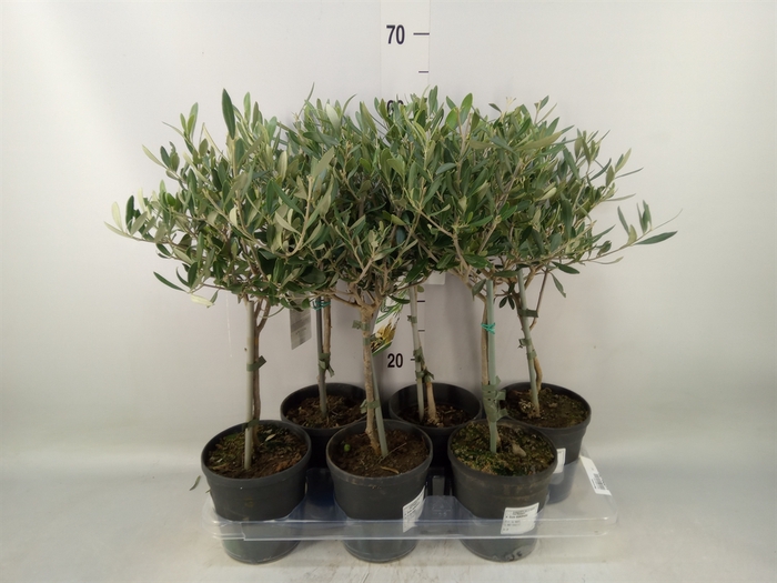 <h4>Olea europaea</h4>