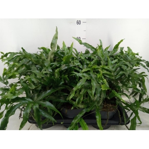 Microsorum diversifolium