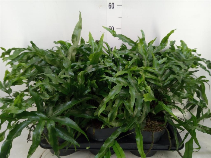 <h4>Microsorum diversifolium</h4>