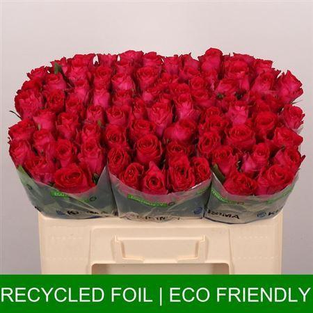 <h4>R Gr Madam Cerise</h4>