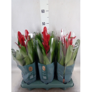 Vriesea  'Intenso Red'
