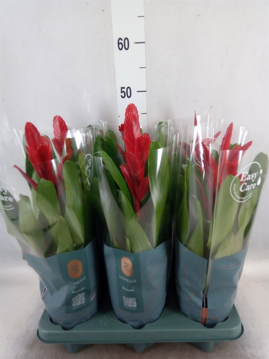 <h4>Vriesea  'Intenso Red'</h4>