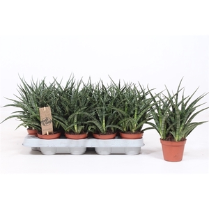 Sansevieria Fernwood Punk