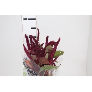 AMARANTHUS VINHO