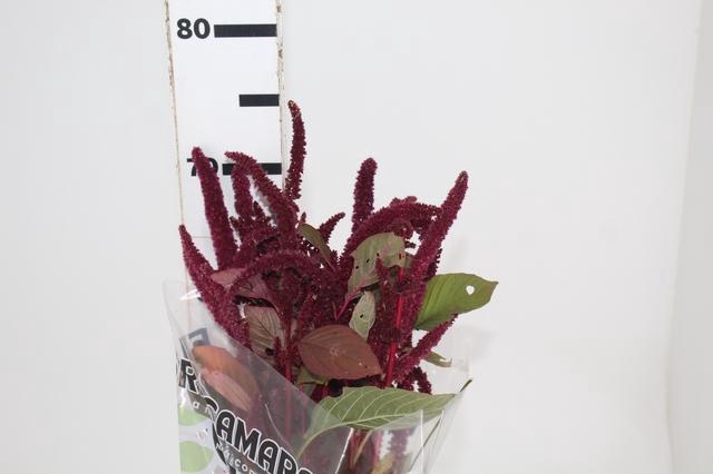 <h4>AMARANTHUS VINHO</h4>