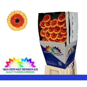 Germini Decora Diamond