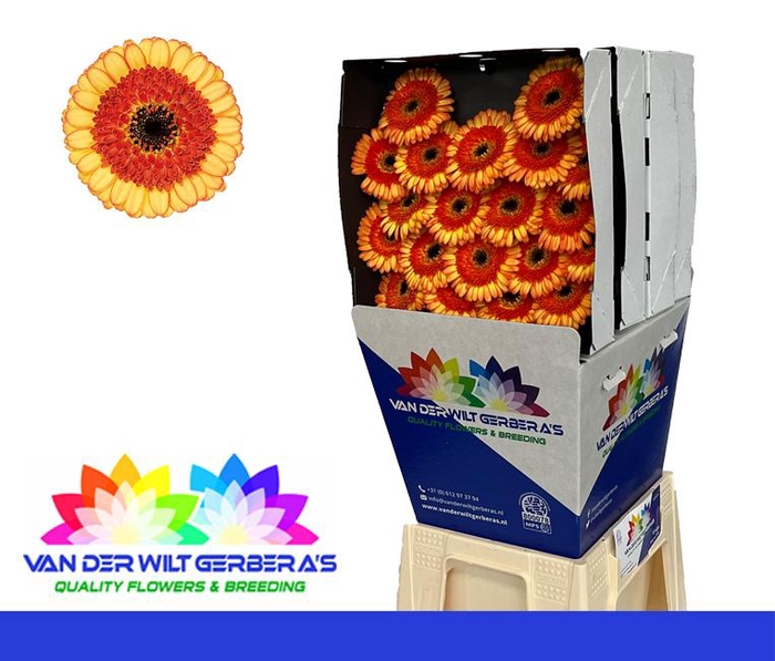 <h4>Germini Decora Diamond</h4>