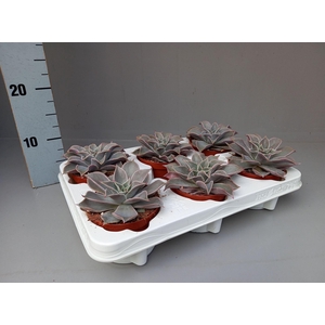 Echeveria   ...