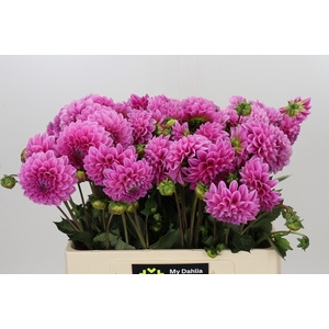 Dahlia Sweet Fabienne