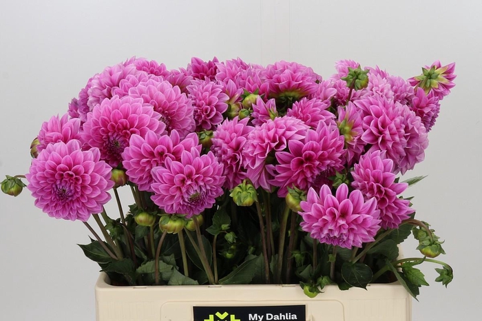 <h4>Dahlia Sweet Fabienne</h4>