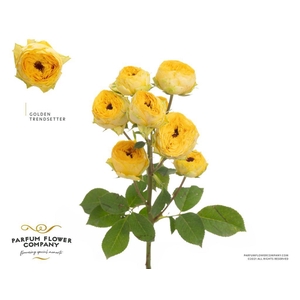 Rosa spray golden trendsetter
