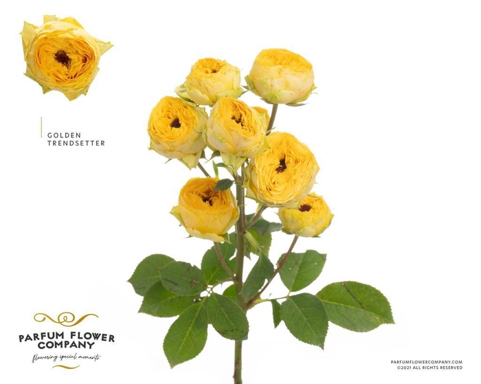 <h4>Rosa spray golden trendsetter</h4>