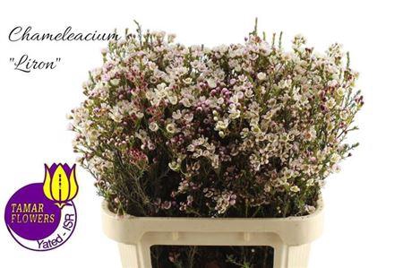 <h4>Chame Mi Liron</h4>