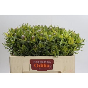 Leucadendron Pisa Spray