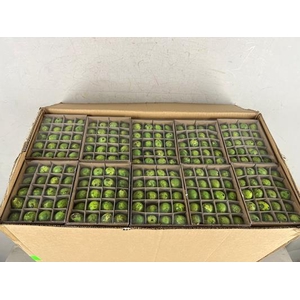 Egg Quail Green Box(60pcs)