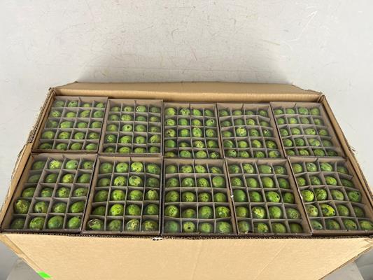 <h4>Egg Quail Green Box(60pcs)</h4>