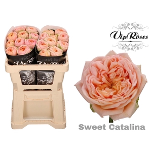R GR SWEET CATALINA+